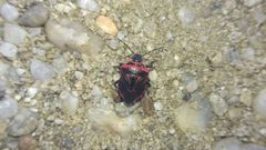 Perillus bioculatus