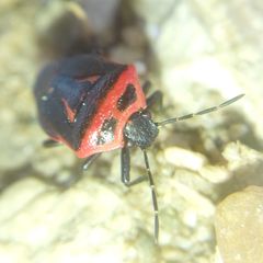 Perillus bioculatus