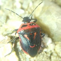 Perillus bioculatus