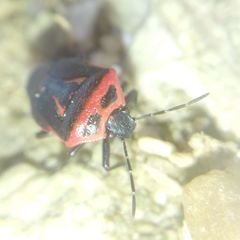 Perillus bioculatus