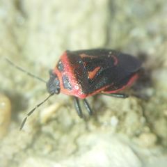 Perillus bioculatus