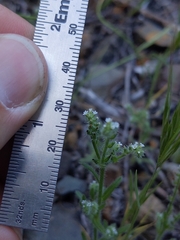 Cryptantha microstachys