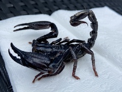 Heterometrus laevigatus