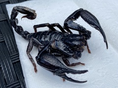 Heterometrus laevigatus