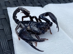 Heterometrus laevigatus