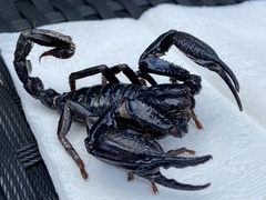 Heterometrus laevigatus