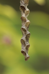 Ropalidia jacobsoni