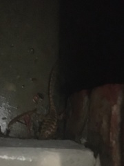 Sceloporus occidentalis