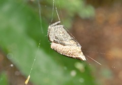 Cyrtophora exanthematica