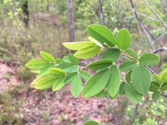 Dendrolobium lanceolatum