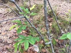 Dendrolobium lanceolatum