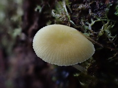 Pluteus hubregtseorum