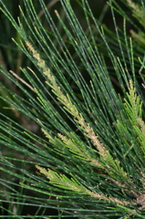 Allocasuarina gymnanthera