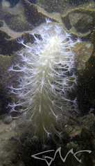 Veretillidae