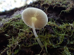 Pluteus hubregtseorum
