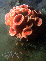 Australopsammia aurea