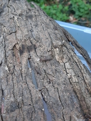 Alinda biplicata