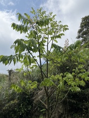 Bretschneidera sinensis
