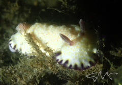 Goniobranchus aureopurpureus