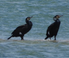 Phalacrocorax carbo