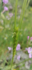Hordeum spontaneum