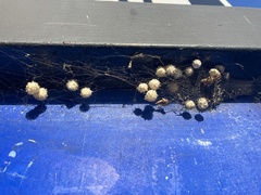 Latrodectus geometricus