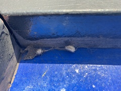 Latrodectus geometricus