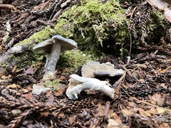 Cortinarius metallicus