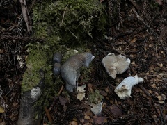Cortinarius metallicus