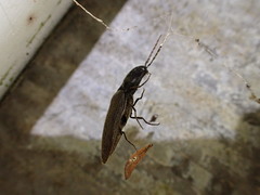 Ochosternus zealandicus