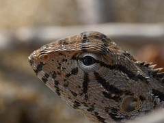Calotes versicolor