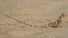 Calotes versicolor