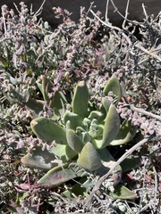 Dudleya caespitosa