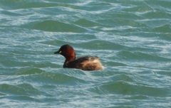 Tachybaptus ruficollis