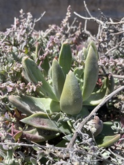 Dudleya caespitosa