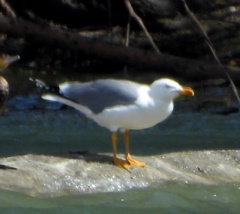 Larus michahellis