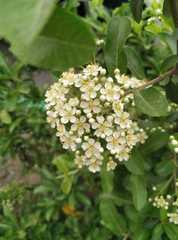 Pyracantha coccinea