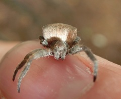 Cyrtophora exanthematica