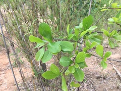 Xantolis siamensis