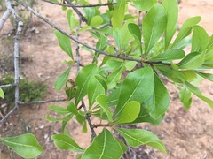 Xantolis siamensis