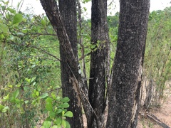 Xantolis siamensis