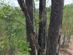 Xantolis siamensis