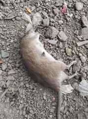 Rattus norvegicus