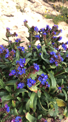 Anchusa calcarea