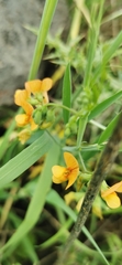 Lathyrus hierosolymitanus