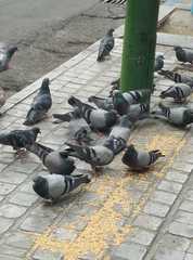 Columba livia domestica