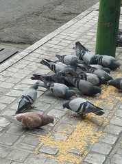 Columba livia domestica