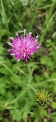 Carduus argentatus