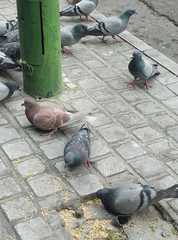 Columba livia domestica