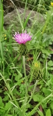 Carduus argentatus